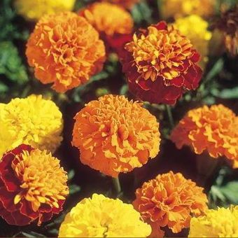 Suttons Seeds - French Marigold - Boy-O-Boy Mix