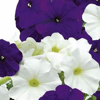 Suttons Seeds - Petunia - Skyline Mix