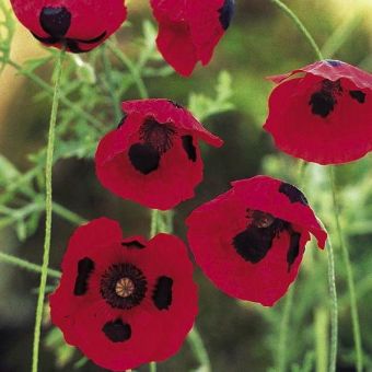 Suttons Seeds - Poppy - Ladybird