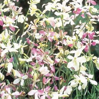 Suttons Seeds - Night Scented Stock - Evening Fragrance