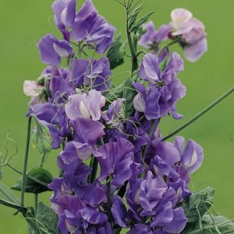 Suttons Seeds - Sweet Pea - Noel Sutton