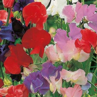 Suttons Seeds - Sweet Pea - Old Fashioned Scented Mix