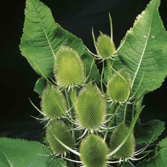 Suttons Teasel Flower Seeds - Pack Of 190