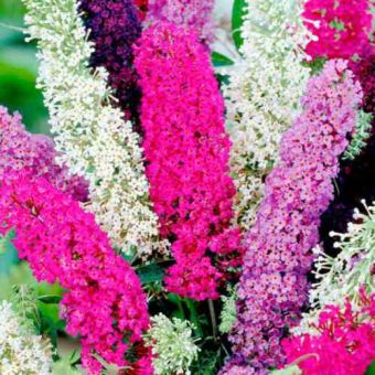 Suttons Butterfly Magnet Mix Buddleia Seeds - Pack Of 50