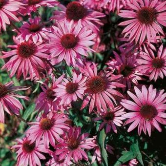 Suttons Purpurea Brilliant Star Rudbeckia Flower Seeds - Pack Of 60