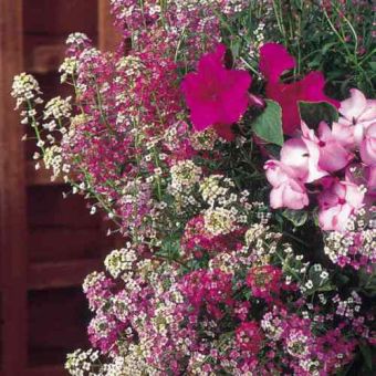 Suttons Wandering Star Mix Alyssum Flower Seeds - Pack Of 250