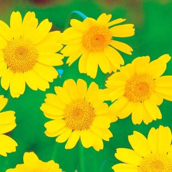 Suttons Corn Marigold Wildlife Garden Seeds - Pack Of 60