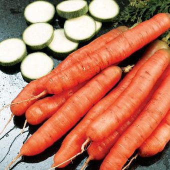Suttons Seeds - Carrot - Amsterdam Forcing 3