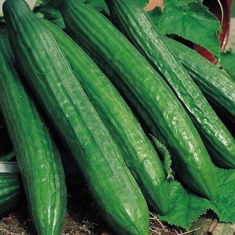 Suttons Seeds - Cucumber - Telegraph Improved