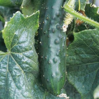 Suttons Seeds - Cucumber - Marketmore