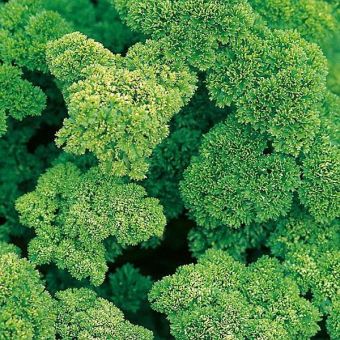 Suttons Seeds - Parsley