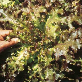 Suttons Red Salad Bowl Lettuce Seeds