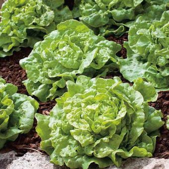 Suttons Seeds - Lettuce - Tom Thumb
