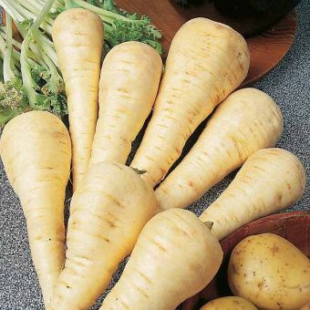 Suttons Seeds - Parsnip - F1 Gladiator