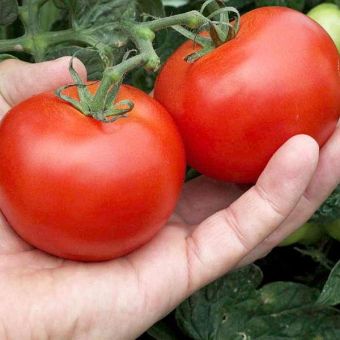 Suttons Seeds - Tomato - Moneymaker