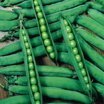 Suttons Seeds - Pea - Hurst Greenshaft