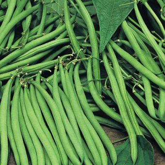 Suttons Seeds - Bean (Dwarf French) - Safari