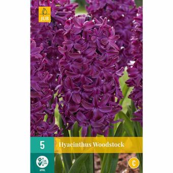 Hyacinth Woodstock Flower Bulbs - Pack Of 5
