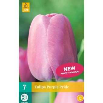 Tulips Purple Pride Flower Bulb - Pack of 7