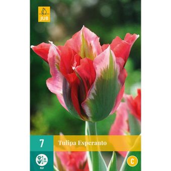 Tulip Esperanto Flower Bulbs - Pack Of 7