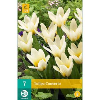 Tulip Concerto Flower Bulbs - Pack Of 7