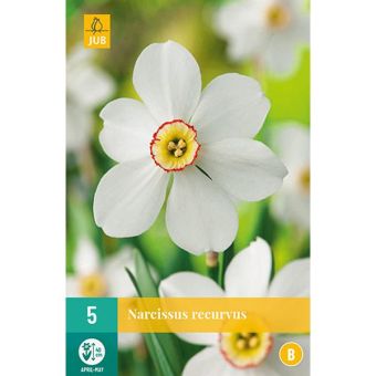 Daffodil (Narcissus Recurvus) Flower Bulbs - Pack Of 5
