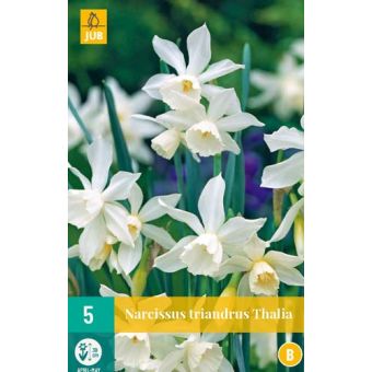 Narcissus Triandrus Thalia Flower Bulb