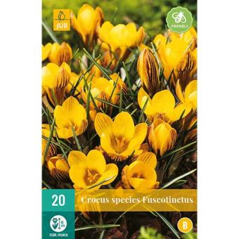 Crocus Fuscotinctus Flower Bulbs - Pack Of 20