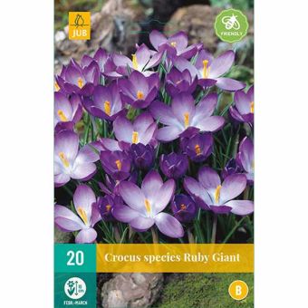 Crocus Ruby Giant Flower Bulbs - Pack Of 20