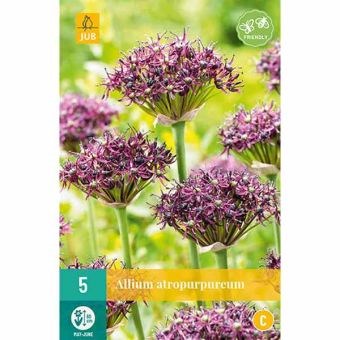 Allium Atropurpureum Flower Bulbs - Pack Of 5