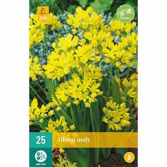 Allium Moly Flower Bulbs - Pack Of 25