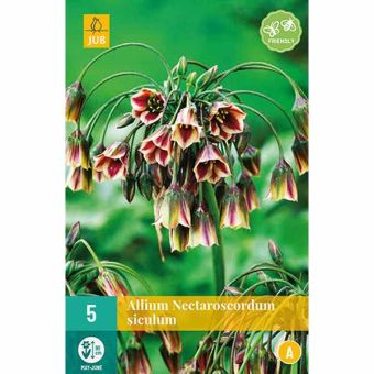 Sicilian Honey Garlic (Allium Nectaroscordum Siculum) Bulbs - Pack Of 5