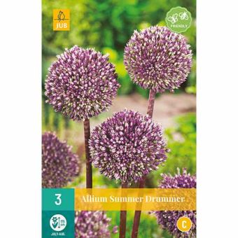 Allium Summer Drummer Flower Bulbs - Pack Of 3