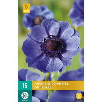 Anemone Coronaria Mr. Fokker Flower Bulbs - Pack Of 10