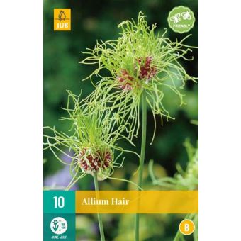 Allium Hair Flower Bulb - Pack of 10