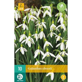 Giant Snowdrops (Galanthus Elwesii) Flower Bulbs - Pack Of 10