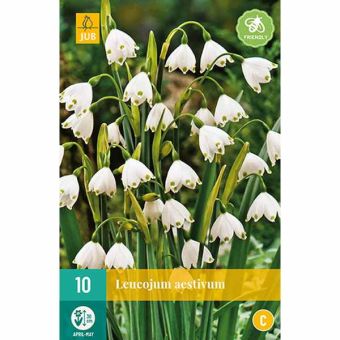 Snowflake (Leucojum Aestivum) Flower Bulbs - Pack Of 10