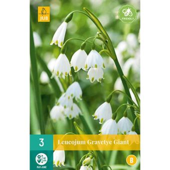 Giant Snowflake (Leucojum Gravetye Giant) Bulbs - Pack Of 3