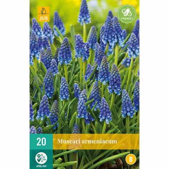Grape Hyacinth (Muscari Armeniacum) Bulbs - Pack Of 20