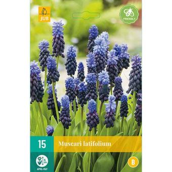 Broad-Leafed Grape Hyacinth (Muscari Latifolium) Bulbs - Pack Of 15