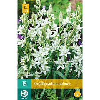 Star Of Bethlehem (Ornithogalum Nutans) Bulbs - Pack Of 15