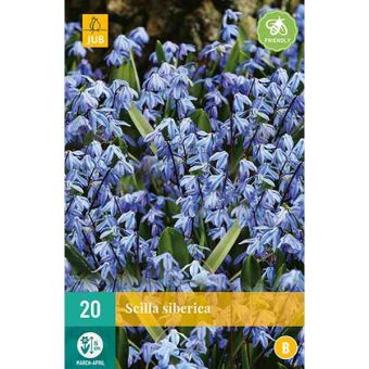 Siberian Squill (Scilla Siberica) Flower Bulbs - Pack Of 20