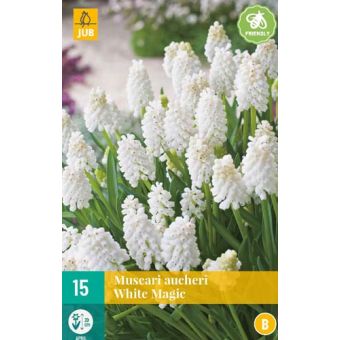 Muscari White Magic Flower Bulb - Pack of 20