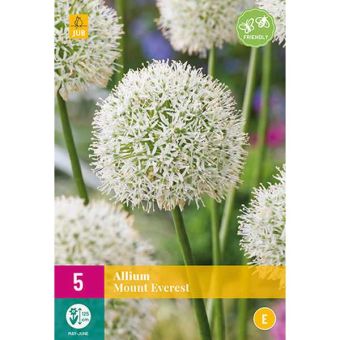Allium Mount Everest Flower Bulbs - Pack Of 5