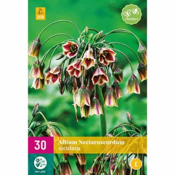 Allium (Nectaroscordum) Siculum Flower Bulbs - Pack Of 30
