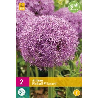 Allium Pinball Wizard - Pack of 40