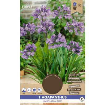 Agapanthus Umbellatum Blue
