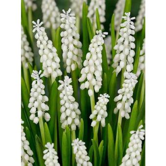 Muscari Botryoides Album Flower Bulbs