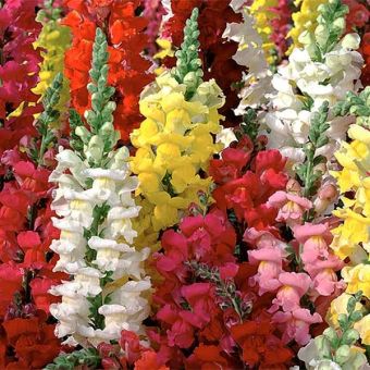 Antirrhinum Snap Happy Mixed