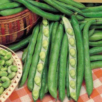 Suttons Bean (Broad) Seeds - Giant Exhibition Longpod - Pack Of 40